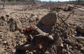 ep detalles de la tierra seca en murcia por la sequia