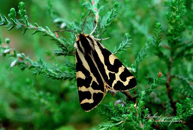 ep polilla tigremadera parasemia plantaginis