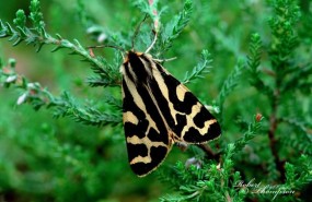 ep polilla tigremadera parasemia plantaginis