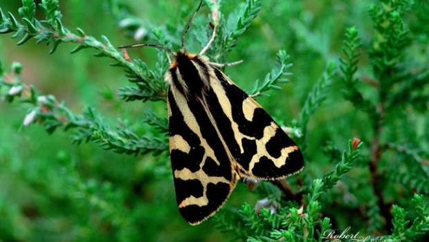 ep polilla tigremadera parasemia plantaginis