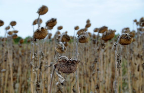 ep sequia en campos de girasoles ep sequia en campos de girasoles
