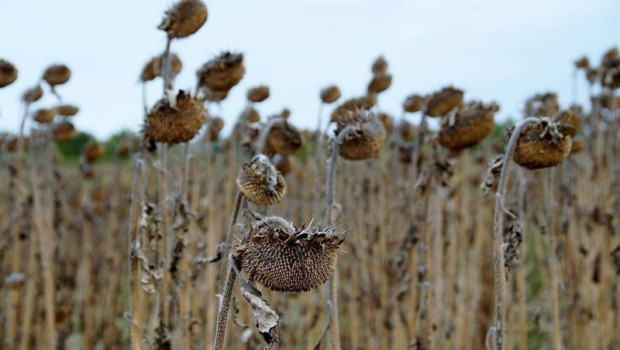 ep sequia en campos de girasoles