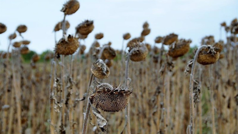 ep sequia en campos de girasoles ep sequia en campos de girasoles