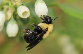 ep abeja bombus griseocollis polinizandoflorarandano