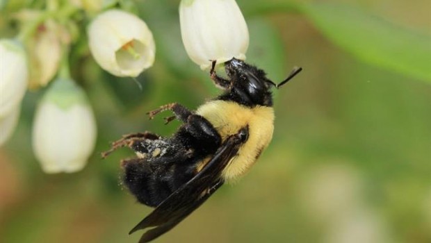 ep abeja bombus griseocollis polinizandoflorarandano