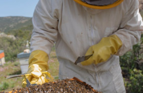 ep archivo   apicultor con sus abejas