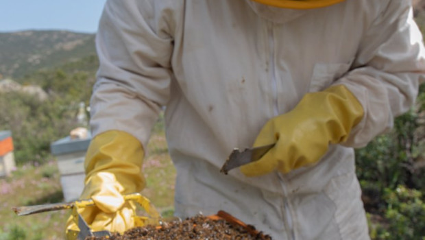 ep archivo   apicultor con sus abejas