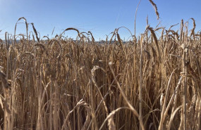 ep archivo   cultivo de cereal en valladolid