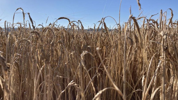 ep archivo   cultivo de cereal en valladolid
