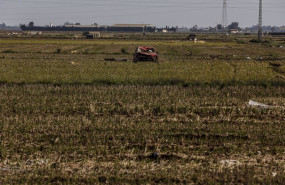 ep archivo   restos de la dana en un campo de arrozales en las inmediaciones de la albufera