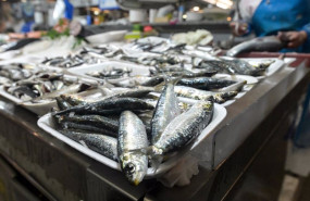 ep archivo   sardinas en las pescaderias