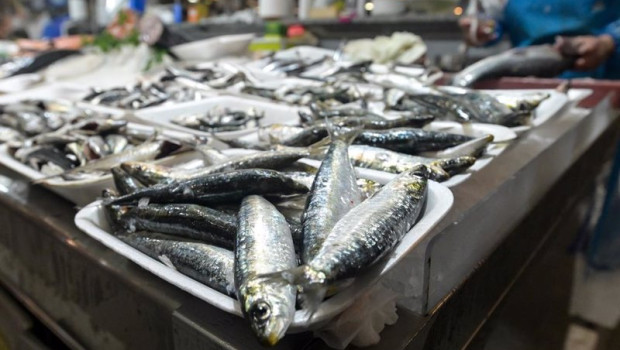 ep archivo   sardinas en las pescaderias