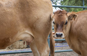 ep archivo   vacas 20231102144203