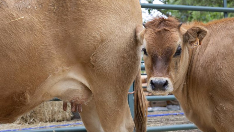 ep archivo vacas 20231102144203 ep archivo vacas 20231102144203