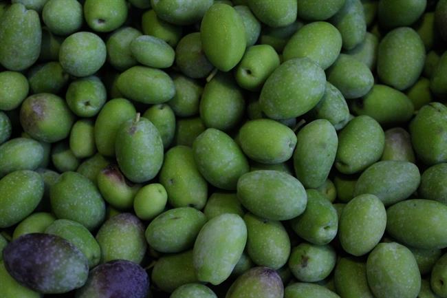 ep olivas