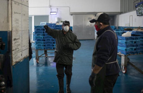 ep pescadores protegidos con mascarillas y guantes durante la subasta en la lonja pesquera de la