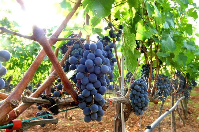 ep uva vino viticultura