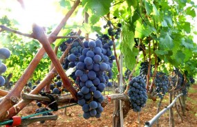 ep uva vino viticultura
