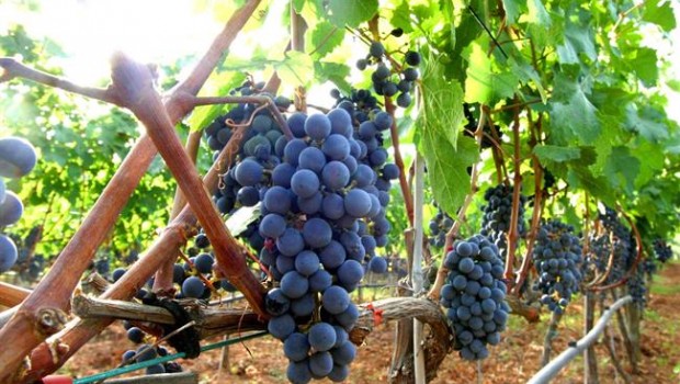 ep uva vino viticultura