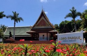 1626430985 loro parque animal embassy 1626430985 loro parque animal embassy