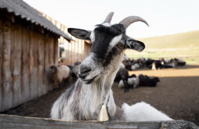 cabra mayo cabra mayo