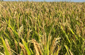 ep archivo   arroz 20260429165203