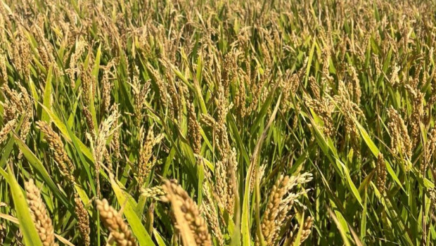 ep archivo   arroz 20260429165203