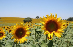 ep archivo   campo de girasol pipa de girasol