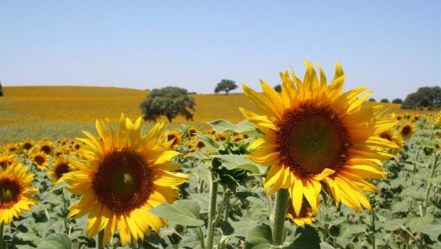 ep archivo   campo de girasol pipa de girasol