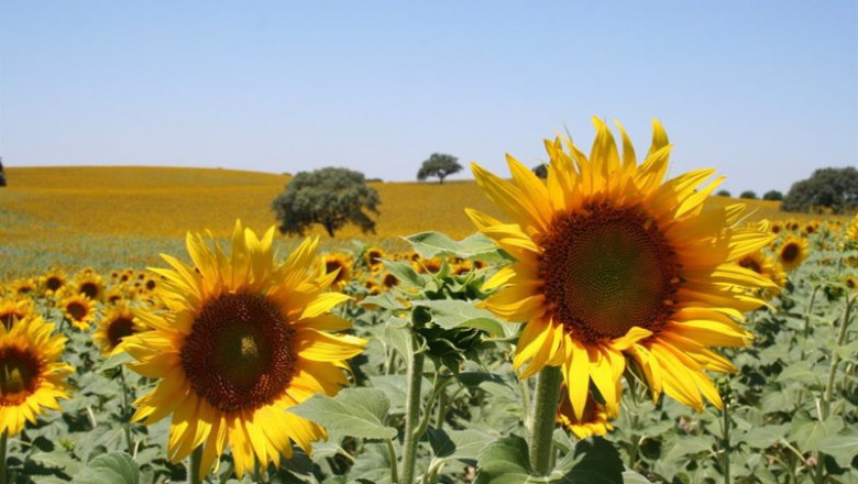 Archivo - Campo de girasol. Pipa de girasol | ASAJA - Archivo ep archivo campo de girasol pipa de girasol