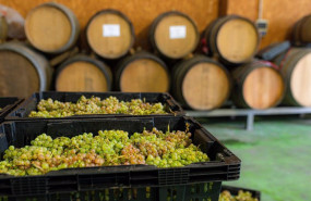 ep archivo   varias cajas llenas de uvas durante la recepcion de la uva en la bodega