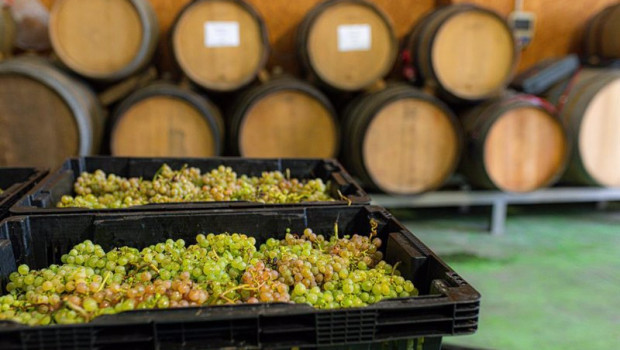 ep archivo   varias cajas llenas de uvas durante la recepcion de la uva en la bodega