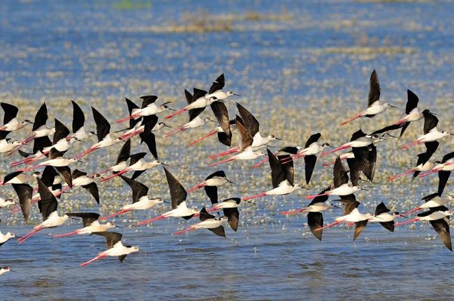 Aves volando en el humedal de Doñana | DIEGO LÓPEZ/WWF - Archivo ep aves volandohumedaldonana