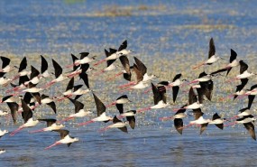 ep aves volandohumedaldonana