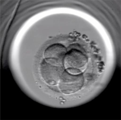 ep embrion fertilizado reproduccion in vitro