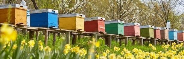 La EFSA confirma que los neonicotinoides perjudican a las abejas y polinizadores | EFSA ep la efsa confirmalos neonicotinoides perjudicanlas abejaspolinizadores