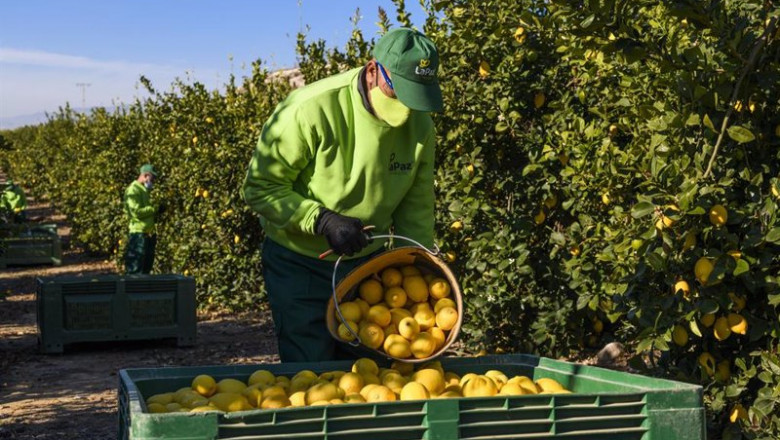 ep limones ep limones