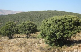 ep monte bosque encina incendio