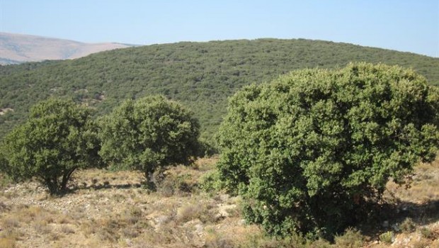 ep monte bosque encina incendio