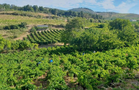 ep vinedos de el bierzo