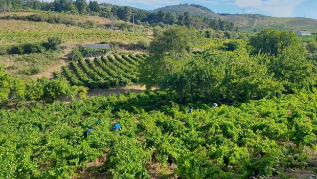 ep vinedos de el bierzo
