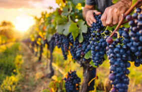 imagen1 20250918094148 imagen1 20250918094148