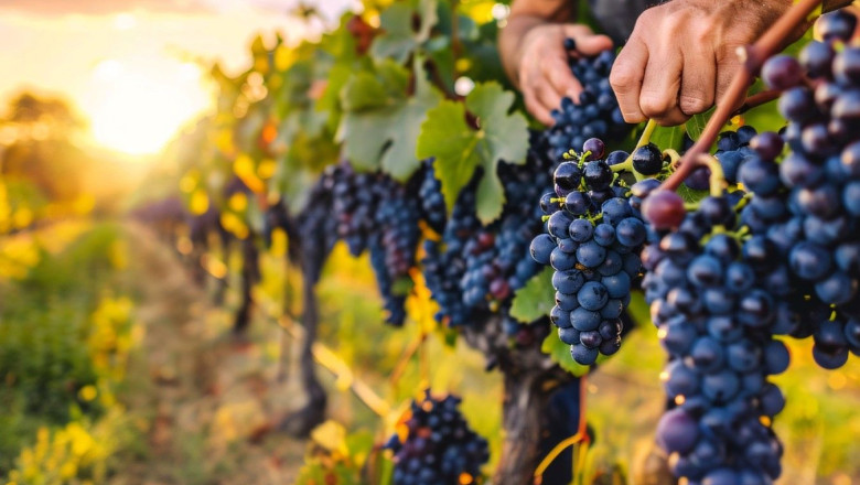 imagen1 20250918094148