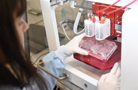 ep archivo   agricultura  ania investiga las tecnologias para producir carne cultivada a escala