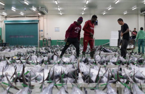 ep archivo   trabajadores colocan el bonito en la lonja tras su recogida del mar a 12 de agosto de