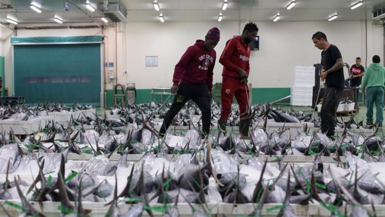 ep archivo trabajadores colocan el bonito en la lonja tras su recogida del mar a 12 de agosto de ep archivo trabajadores colocan el bonito en la lonja tras su recogida del mar a 12 de agosto de