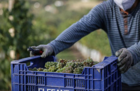 ep archivo   un trabajador transporta uvas durante la vendimia