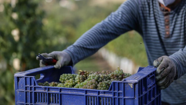 ep archivo   un trabajador transporta uvas durante la vendimia