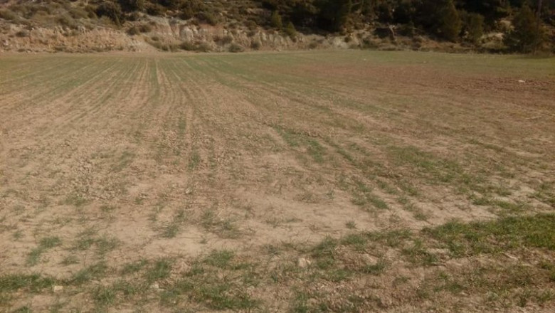 Daños en el cereal valenciano | LA UNIÓ ep danos en el cereal valenciano