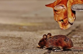 ep gato raton